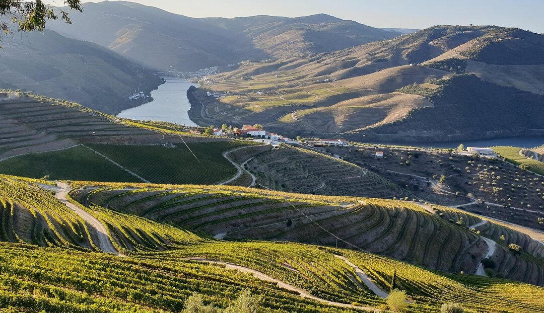 Un Voyage à Travers les Vignobles …