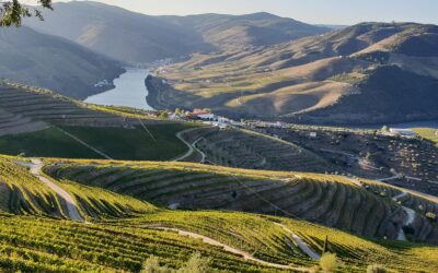 Un Voyage à Travers les Vignobles …